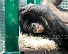 Chimp(13)2908